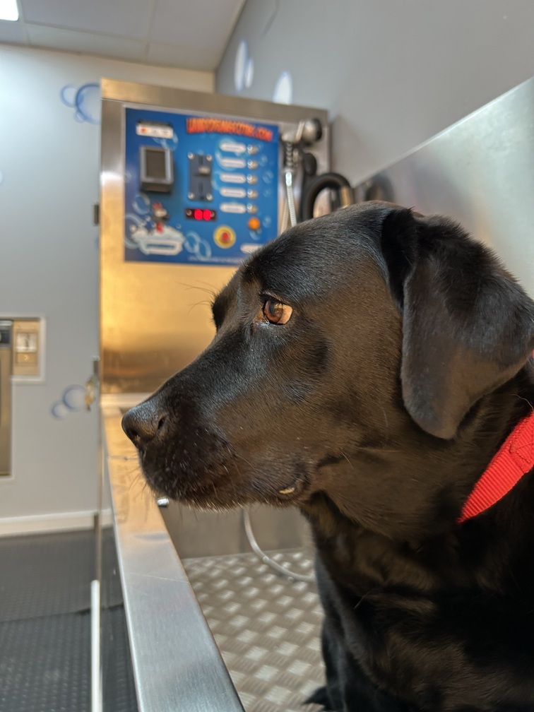 Donna, Labradora lavada en autoservicio Tu Mascota Impecable