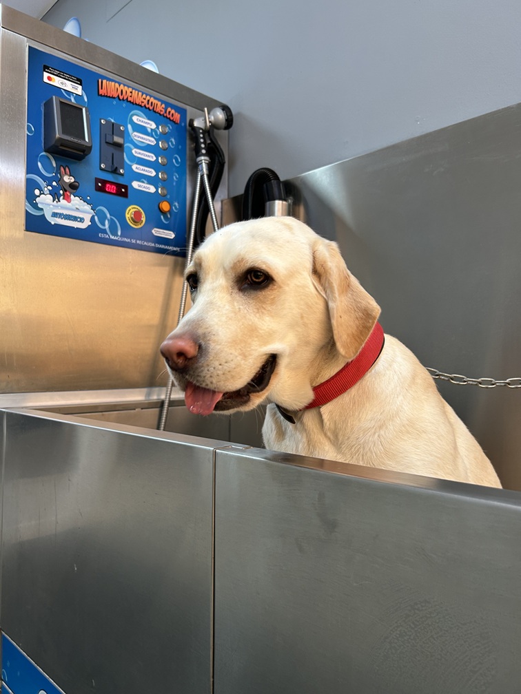 Prada también poniéndose guapa en el autoservicio de Impecable Servicios